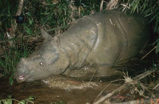 In this July 8, 2004 photo taken by a trapcamera and released by WWF, the last rhino in Vietnam is shown in Cat Tien National Park